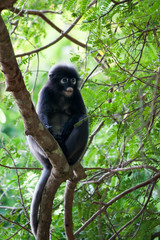 Dusky leaf monkey