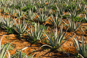 Aloe vera pharmaceutical plants field in Crete Island, Greece. 