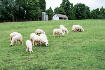 Obraz premium Sheep farm