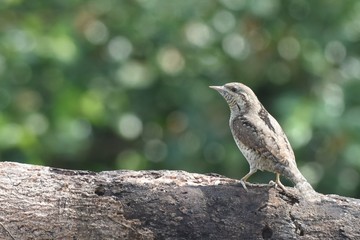 Eurasian Wryneck