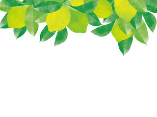 Fototapeta premium Natural organic juicy lemon tree branch background