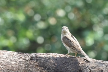 Eurasian Wryneck