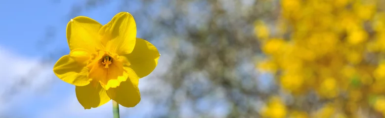 Crédence en verre imprimé Narcisse fleur de jonquille sur fond jardin
