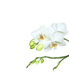 Fototapeta na wymiar brautiful white orchidea on white background.