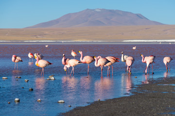 Naklejka premium Pink flamingos at 