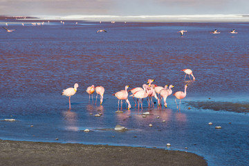 Pink flamingos at "Laguna Colorada" on the Bolivian Andes