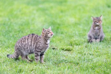 Two wildcat kittens
