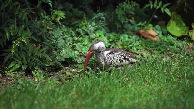 Redbilled Hornbill foraging for food on the ground