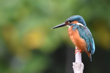 Common Kingfisher