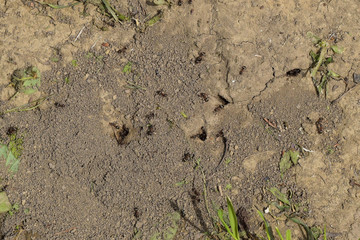 Log in earthen nest of ants