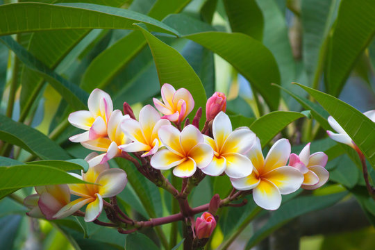 
Frangipani flowers