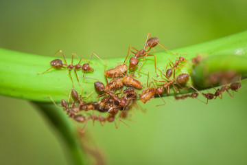 This event shows the unity of the ants.