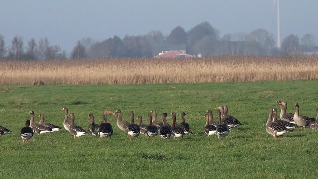 wild geese running on the field 