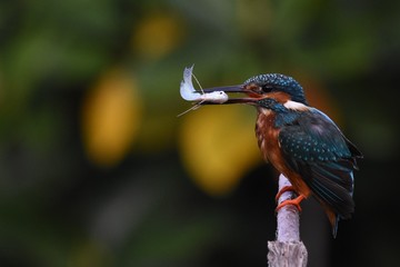 Common Kingfisher