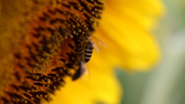 Flower head of the sunflower with bees on a sunny day 
