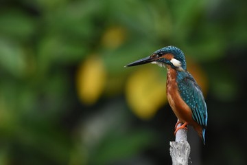 Common Kingfisher