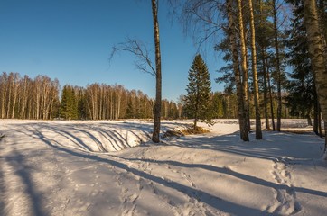 Winter snowy forest in the vicinity of St. Petersburg 
