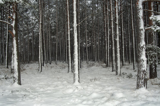 Sn&ouml;tr&auml;d gles skog av barrtr&auml;d som &auml;r sn&ouml;belagda