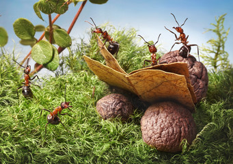 ants read book