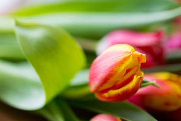 close up of tulip flowers