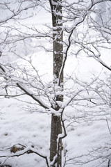 piante alberi con neve inverno neve fresca fiocchi di neve