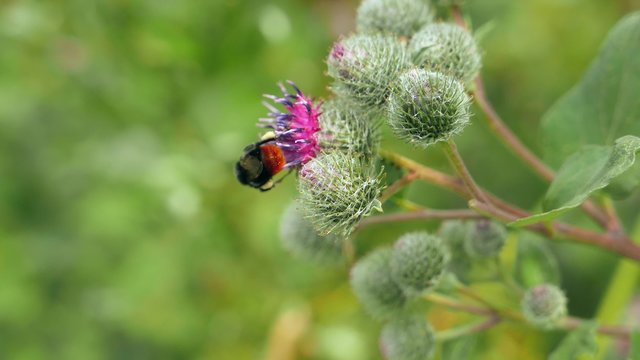 big bumblebee pollinates flowers of burdock. Sequence