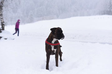 cane giocare nella neve giocare canile