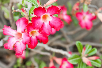 Obraz premium Azalea flower in garden.