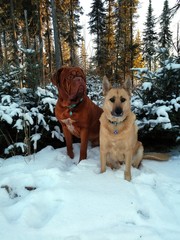 Dogs sitting in the snow