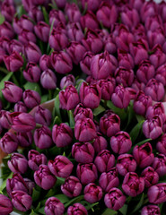Obraz premium Purple Tulips Background