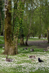 ducks among daisies in fota wildlife park
