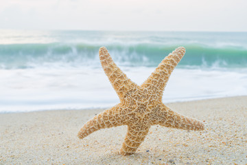 Fototapeta na wymiar Starfish on the beach