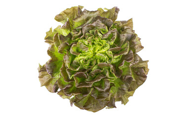Salanova lettuce on white background. Top view. - 102328279