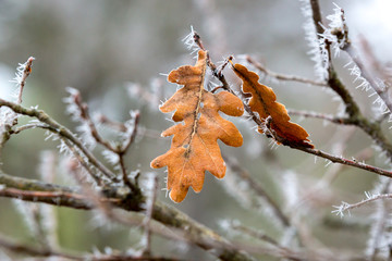 oak twig with leafs and frost