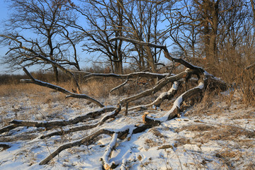 old dead tree in winter forest