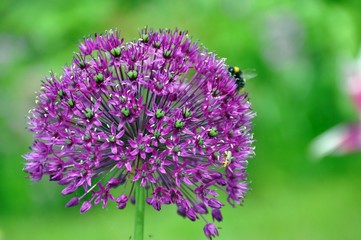 Allium