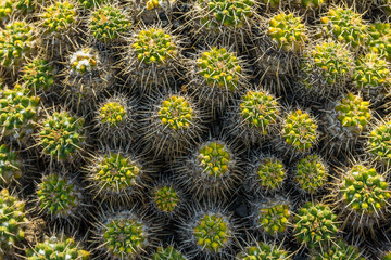 Cactus garden in Guatiza, Lanzarote, Canary Islands, Spain