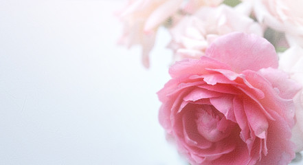 Obraz premium sweet pink roses in soft color on mulberry paper texture for romantic background 