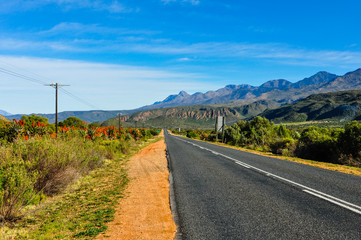 Straße zwischen Oudtshoorn und Ladismith mit Aloen am Straßenrand  Garden Route  Südafrika