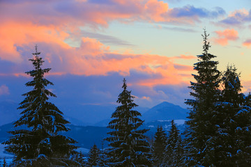 Pine trees on sunset sky background