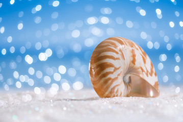 Obraz na płótnie Canvas nautilus shell on white glitter and blue background