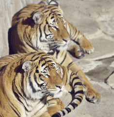 Fototapeta na wymiar Two Resting Tigers
