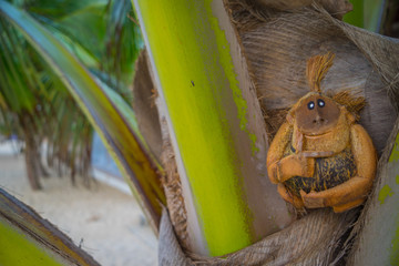 Coconut monkey on the beach