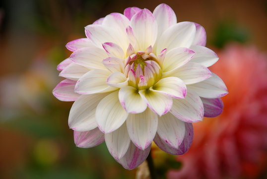 Single white and pink dahlia on colorful background