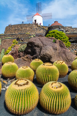 View of cactus garden in Guatiza village, Lanzarote, Canary Islands, Spain