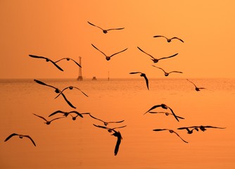 Segulls flying in the golden sky by the sea