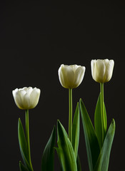 Valentine White Tulips