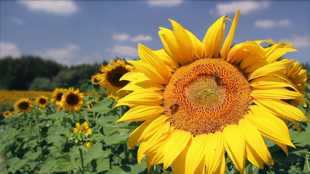 Beautiful Sunflower And Bee