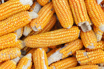 dry corns for animal feeding