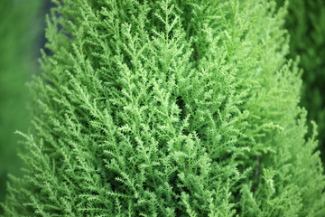 tropical pine foliage background.